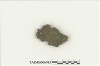 藏品(葉蘚科)的圖片